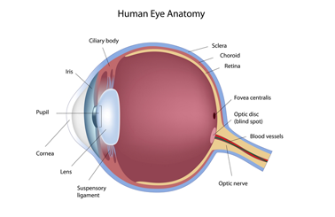 Macular Degeneration Studies | Chart of the Human Eye