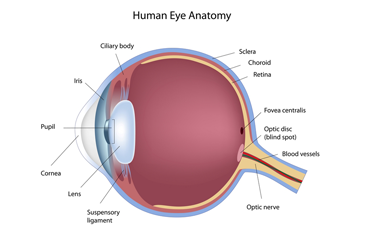 Macular Degeneration Studies | Vision Loss Treatments Macular Degeneration Studies | Chart of the Human Eye