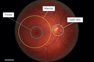 Macular Degeneration Treatment | Normal Fundus Eye Image